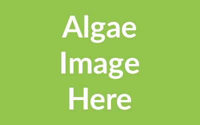 algae name